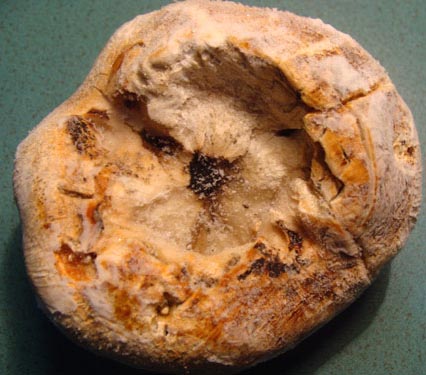 Những[-]thứ[-]đắt[-]như[-]vàng[-]ròng[-]trong[-]đại[-]ngàn[-]Hoàng[-]Liên